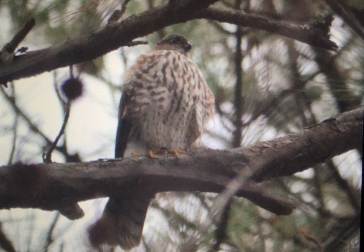 Sharp-shinned Hawk - ML43666751