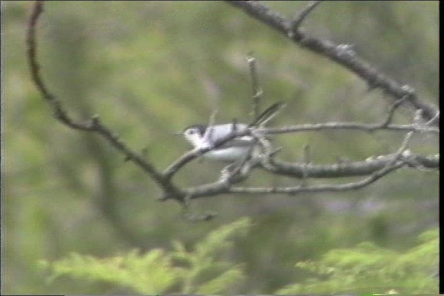 White-browed Gnatcatcher - ML436668