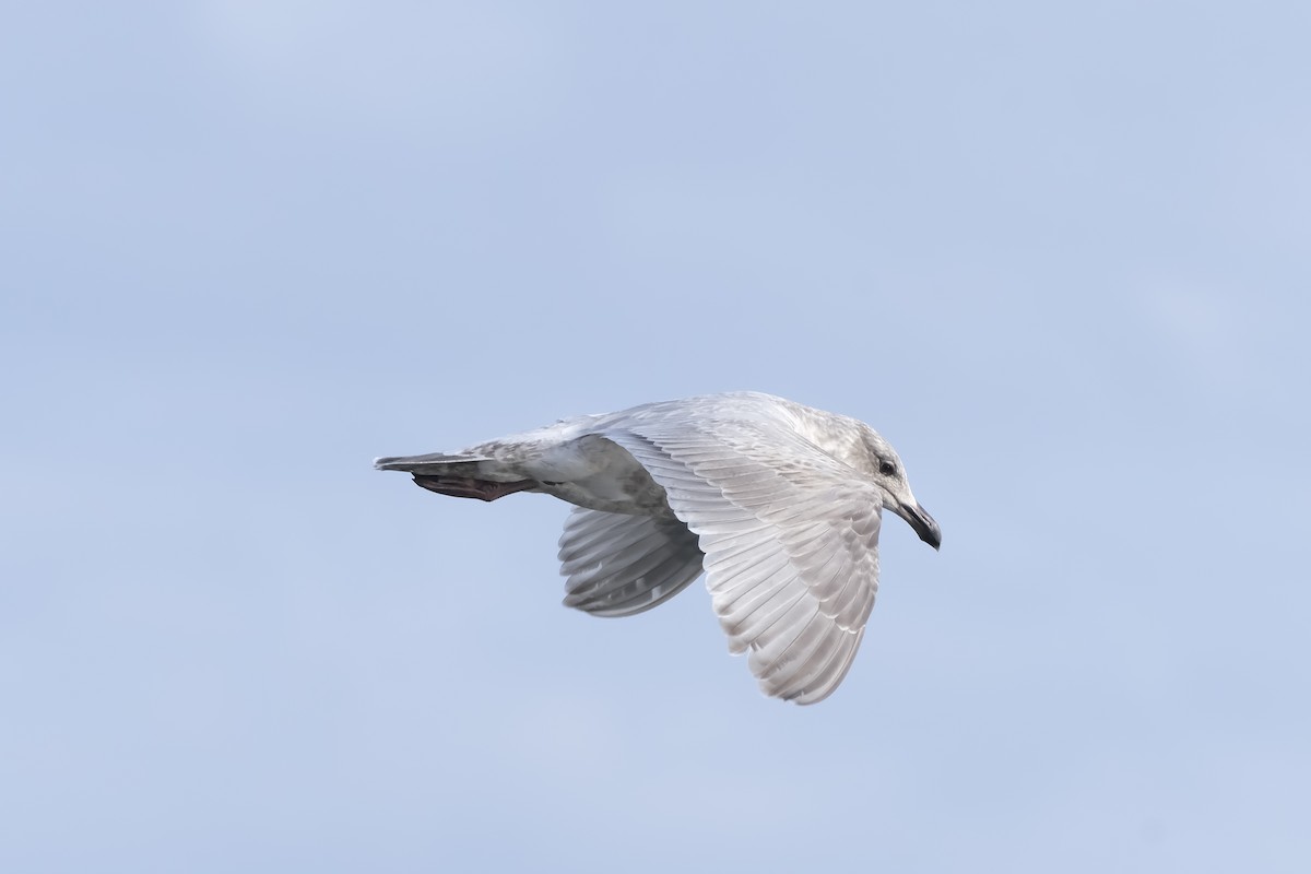 Glaucous-winged Gull - Carden Thomas