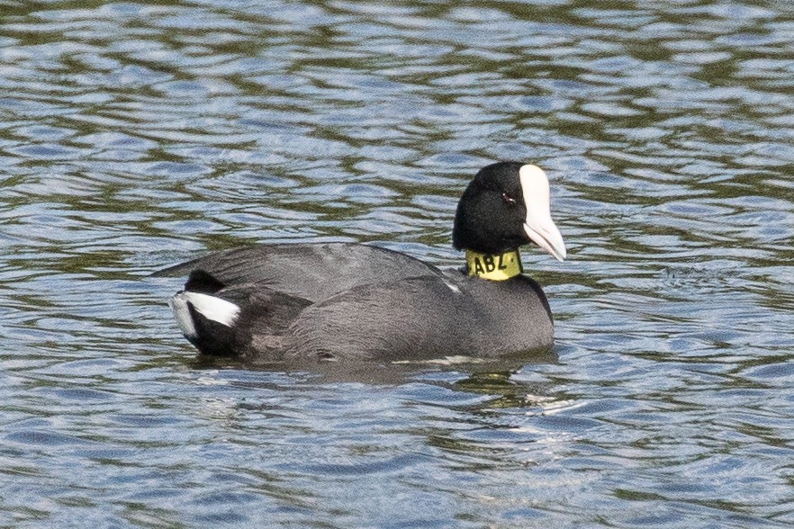 Hawaiian Coot - ML43666911