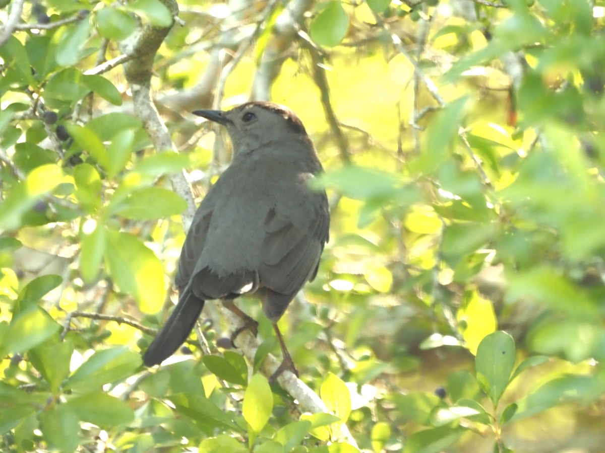 Gray Catbird - ML436669671