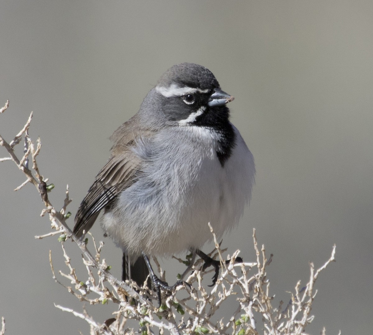 Black-throated Sparrow - ML436671381