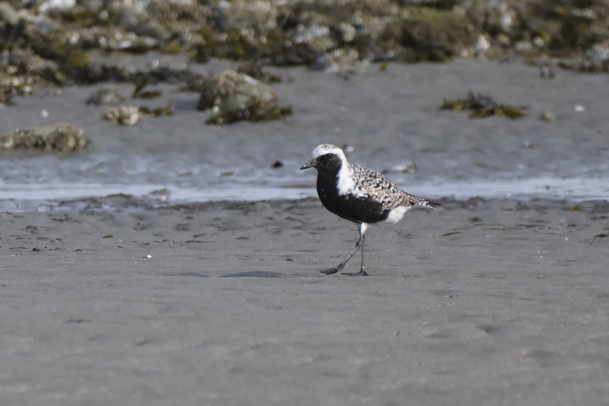 Black-bellied Plover - Carden Thomas