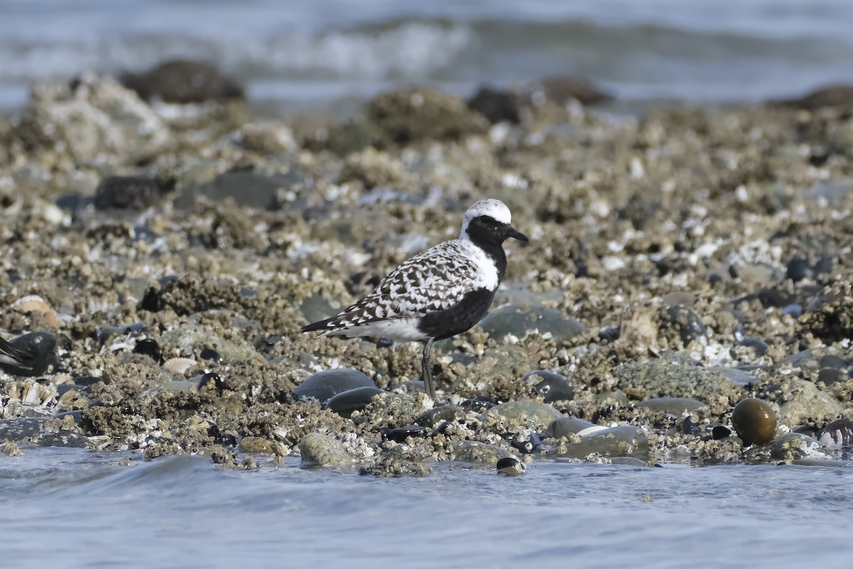 Black-bellied Plover - Carden Thomas