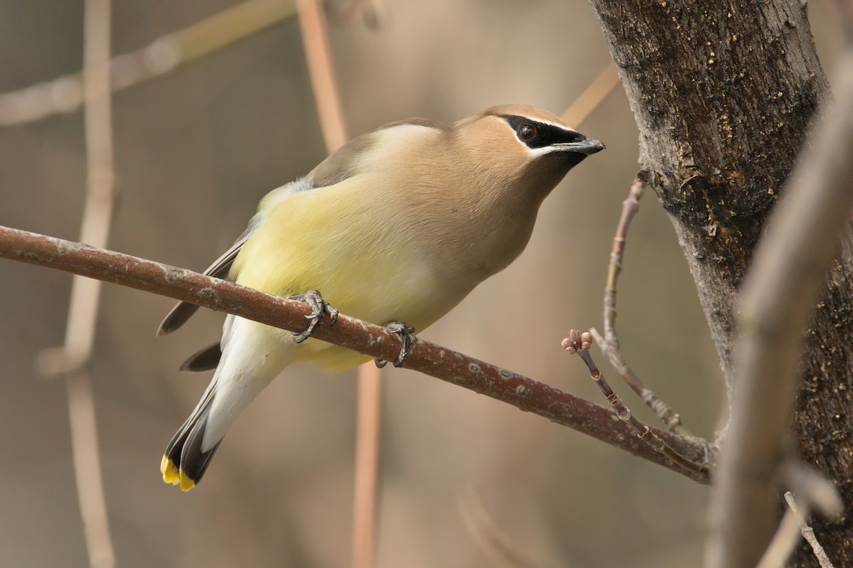 Cedar Waxwing - Brennan Roy