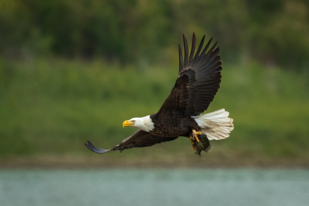 Bald Eagle - Evver Gonzalez