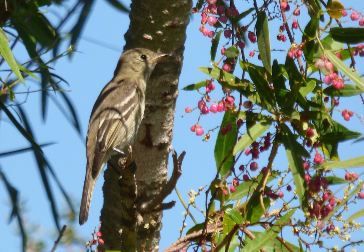 White-crested Elaenia - ML436677271