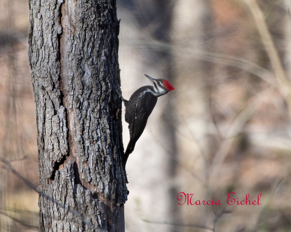 Pileated Woodpecker - ML436677731