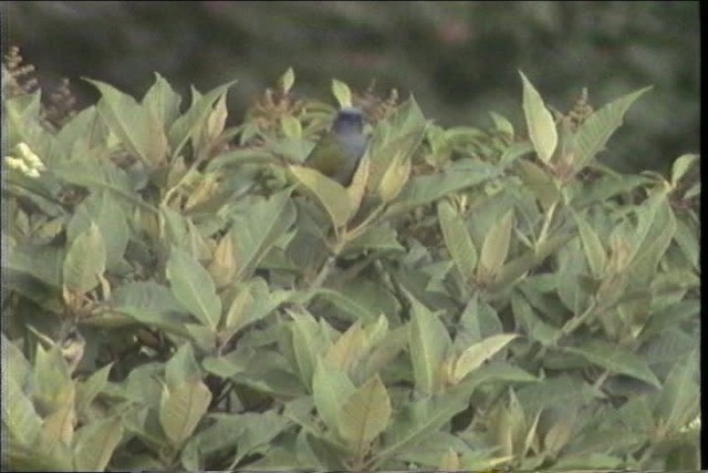 Blue-capped Tanager - ML436678