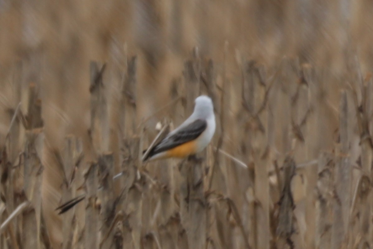 Scissor-tailed Flycatcher - ML436679031