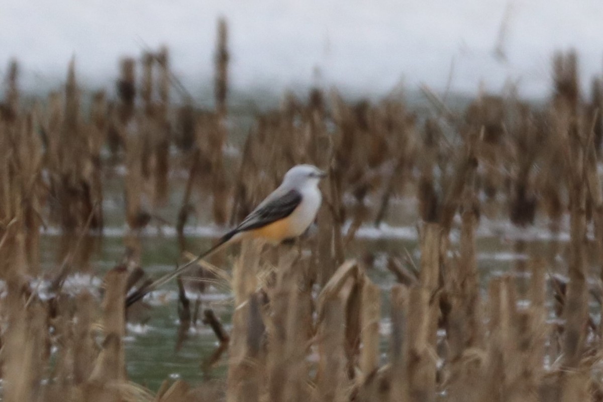 Scissor-tailed Flycatcher - ML436679041