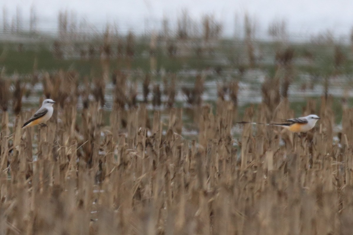 Scissor-tailed Flycatcher - ML436679081