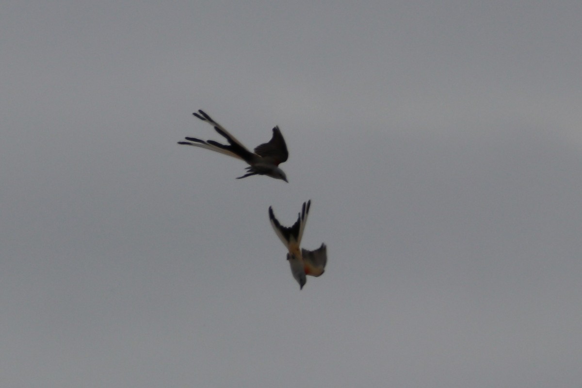 Scissor-tailed Flycatcher - ML436679111