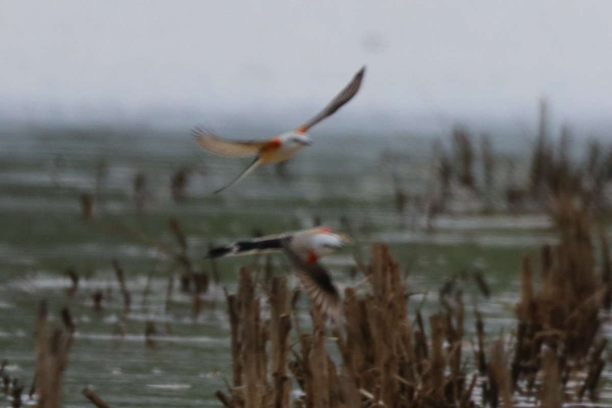 Scissor-tailed Flycatcher - ML436679121