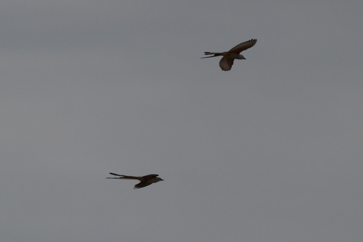 Scissor-tailed Flycatcher - ML436679131