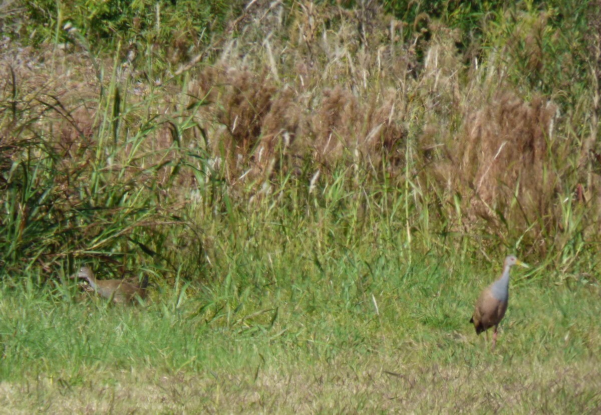 Giant Wood-Rail - ML436679231