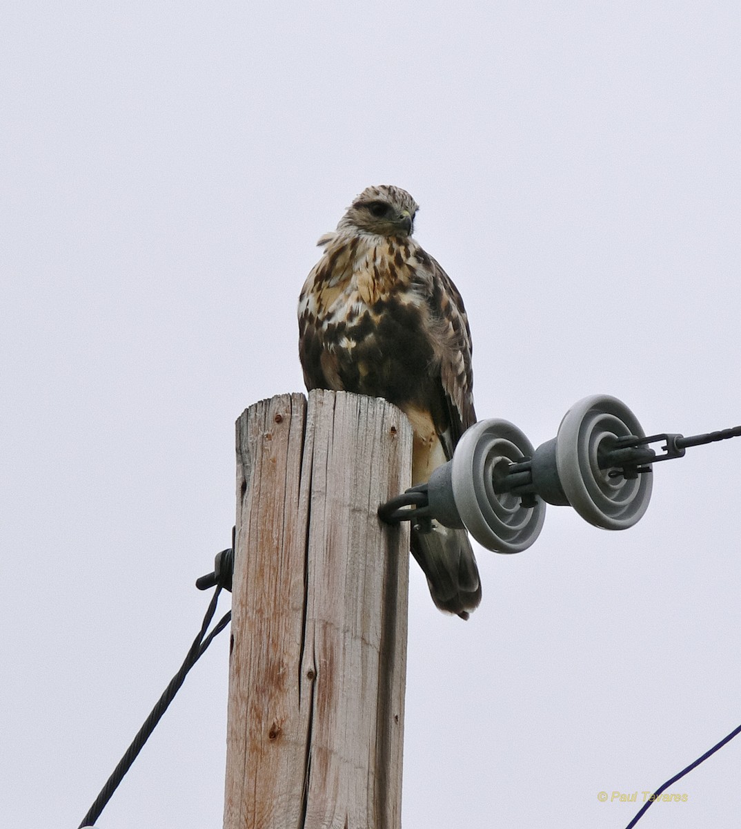 Тарлан сар - ML43667931