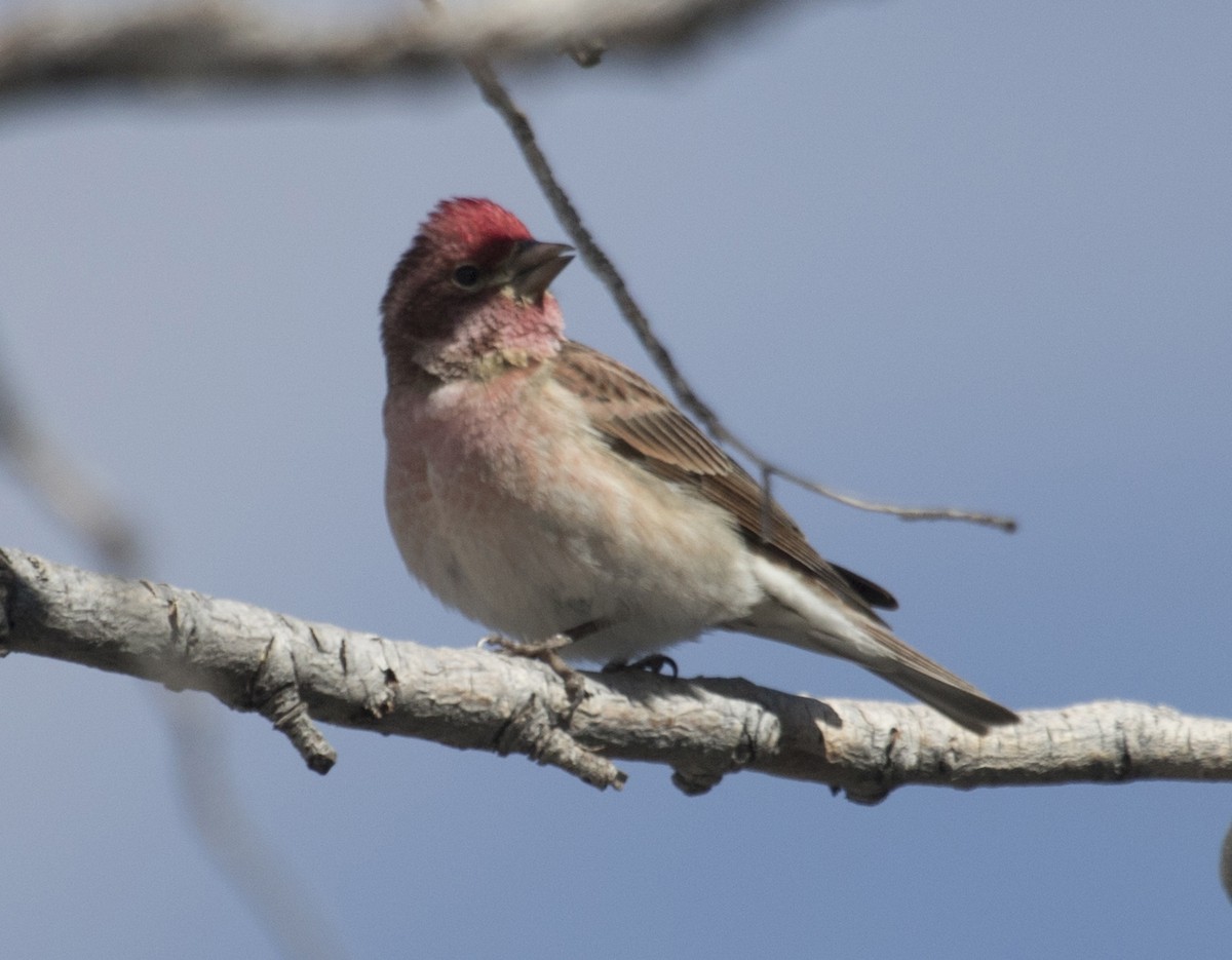 Cassin's Finch - ML436680281