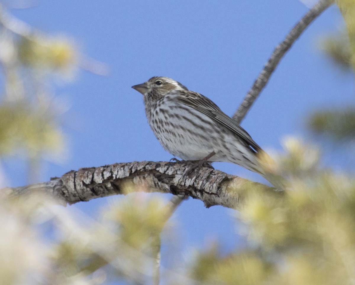 Cassin's Finch - ML436680291