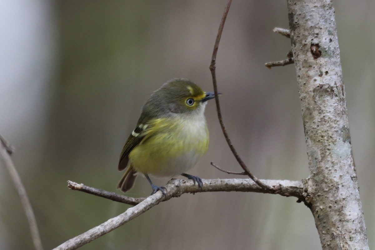 zelenáček bělooký - ML436680951