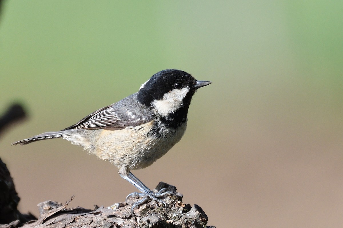 Coal Tit - ML436681191