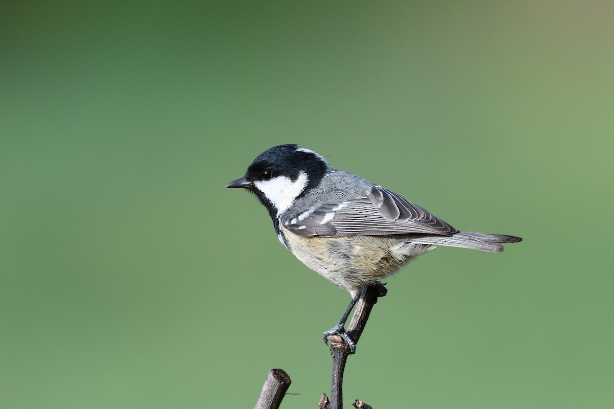 Coal Tit - Manuel Segura Herrero