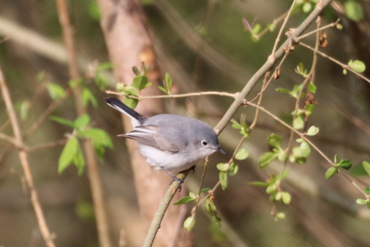 leskot modrošedý - ML436681231