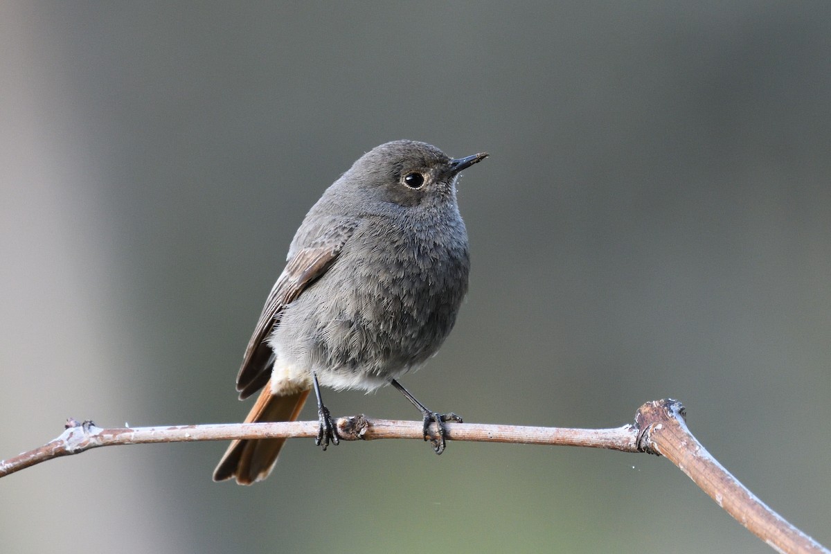 Black Redstart - ML436681251