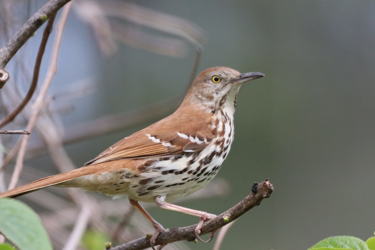 drozdec hnědý - ML436681451