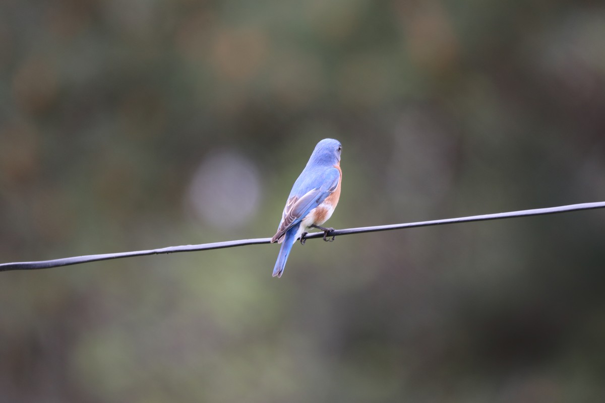 salašník modrý - ML436681561