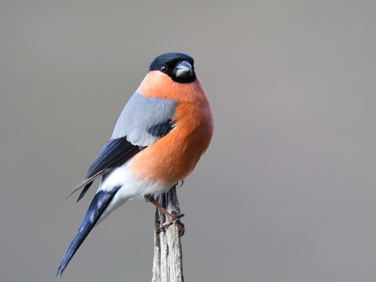 Eurasian Bullfinch - ML436681631