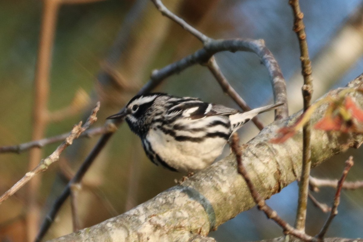 lesňáček černobílý - ML436681691