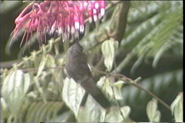 Speckled Hummingbird (melanogenys Group) - ML436682