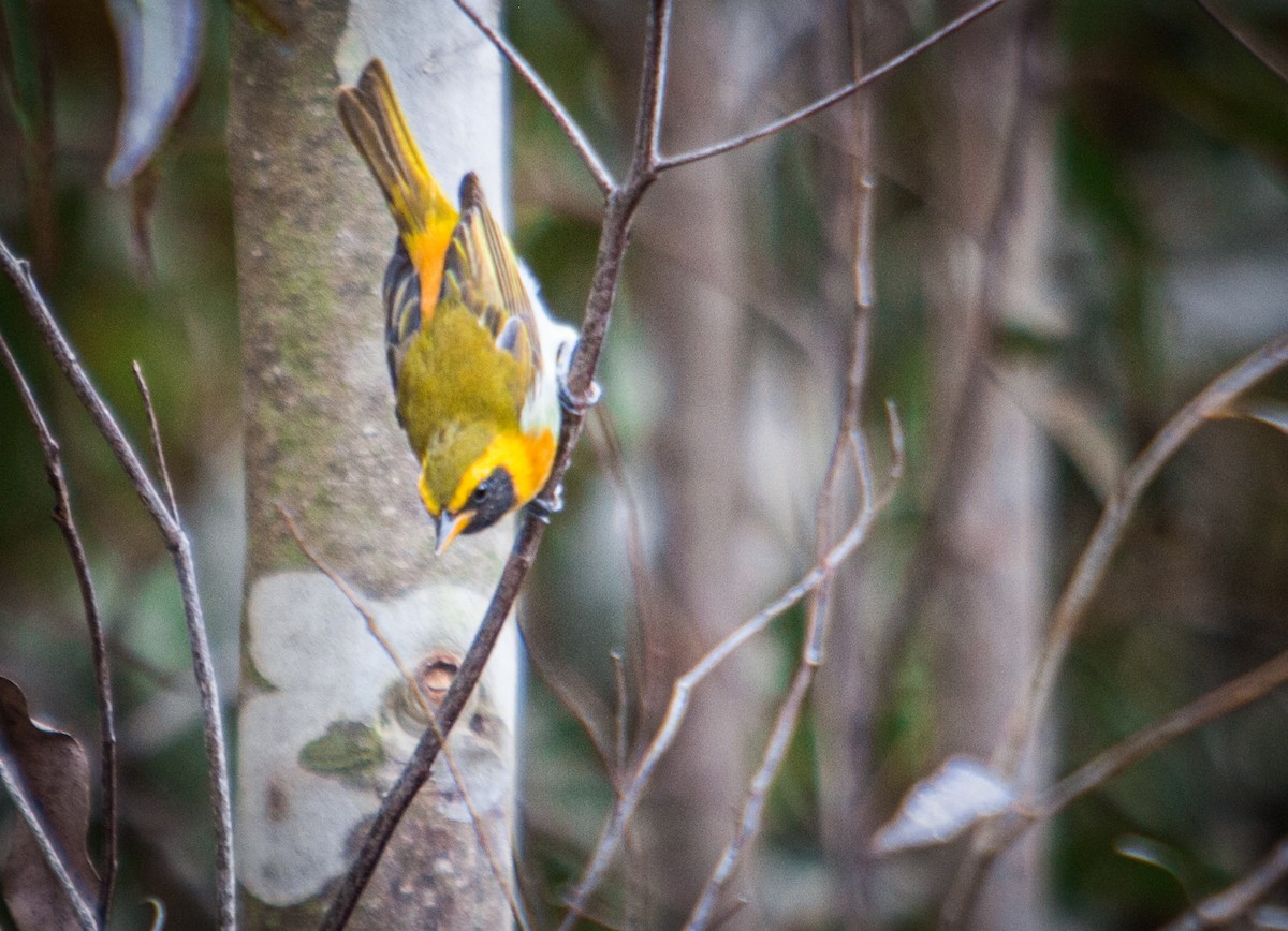 Guira Tanager - ML436682131