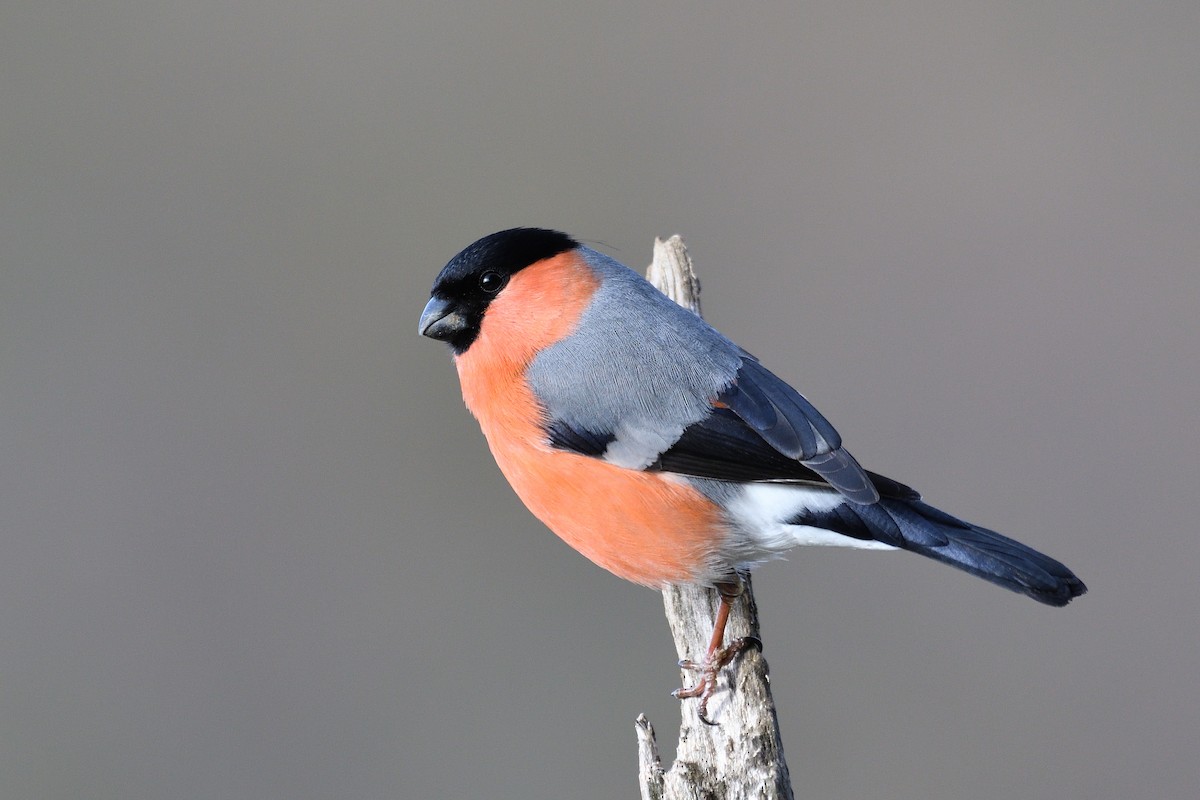 Eurasian Bullfinch - ML436682171