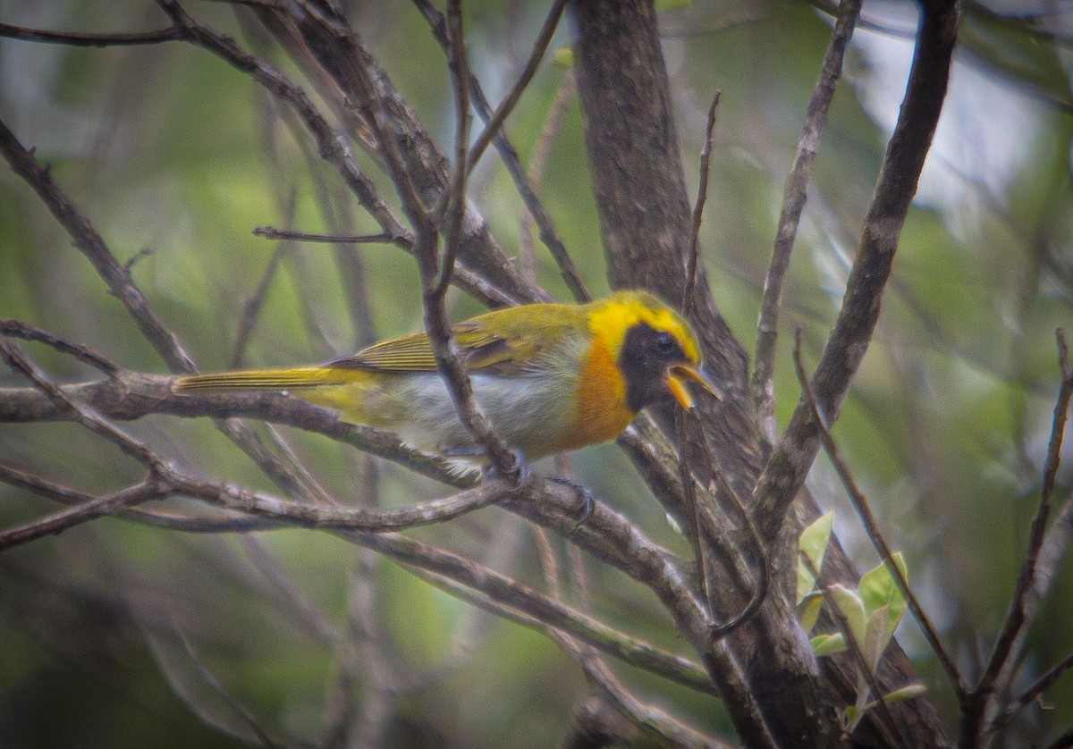 Guira Tanager - ML436682191