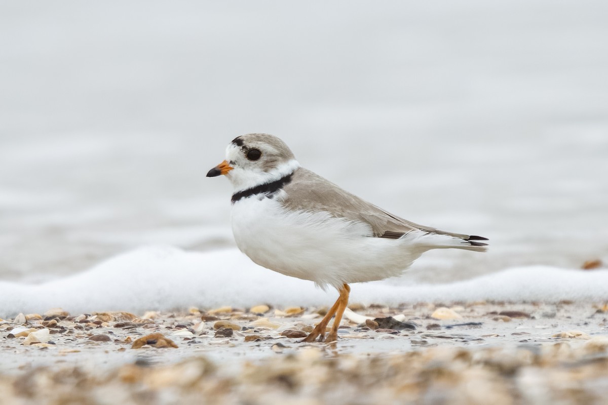 Piping Plover - ML436682401