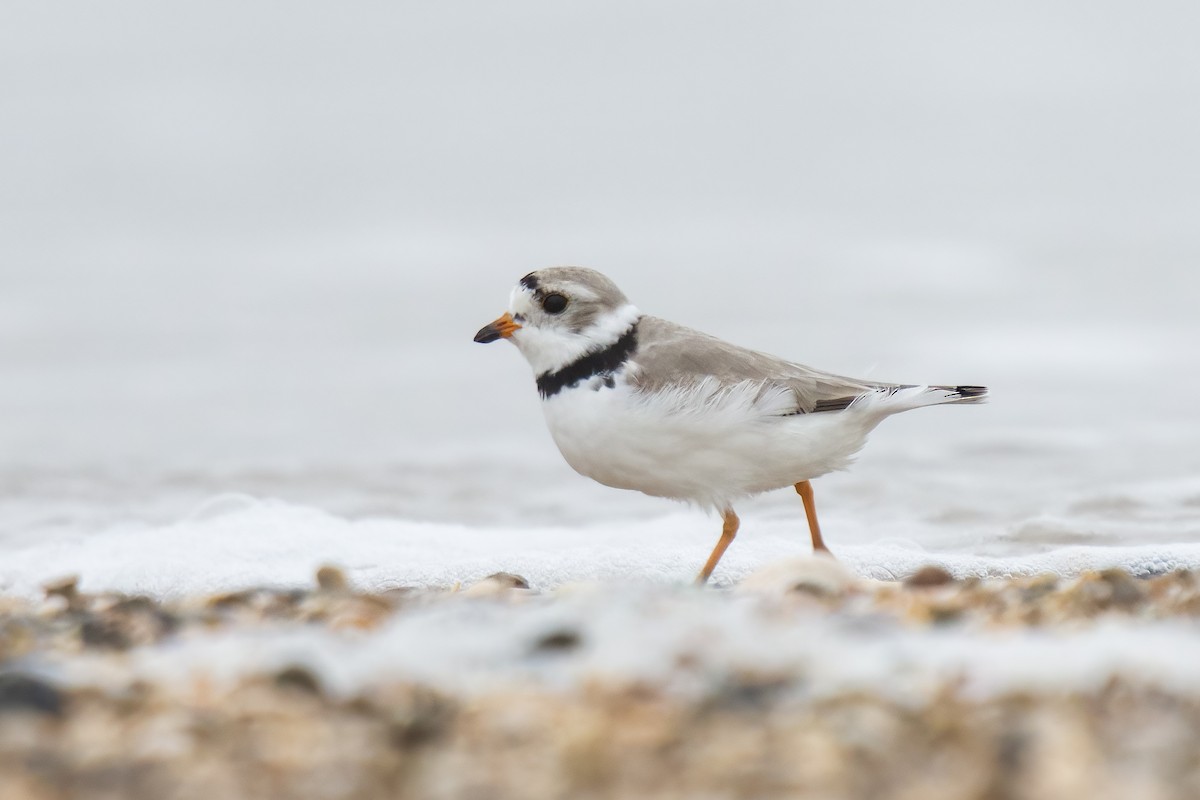 Piping Plover - ML436682411