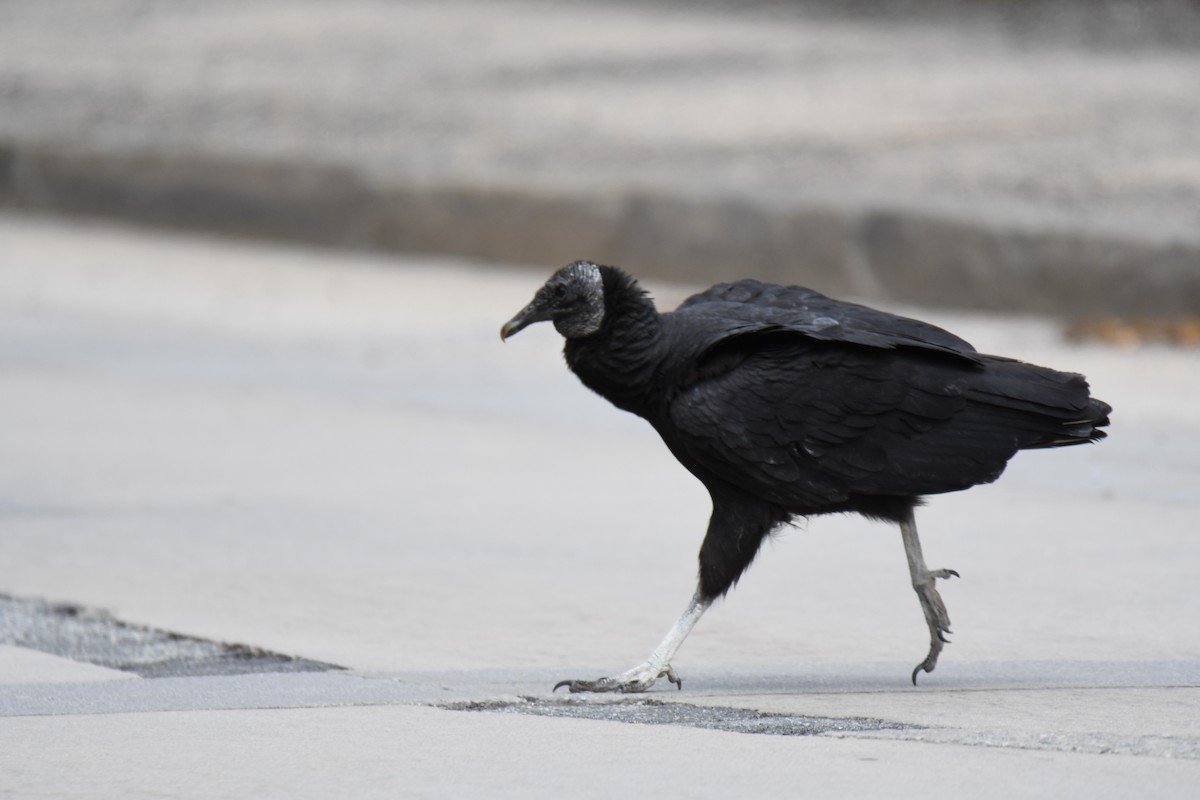 Black Vulture - Devin Silversmith