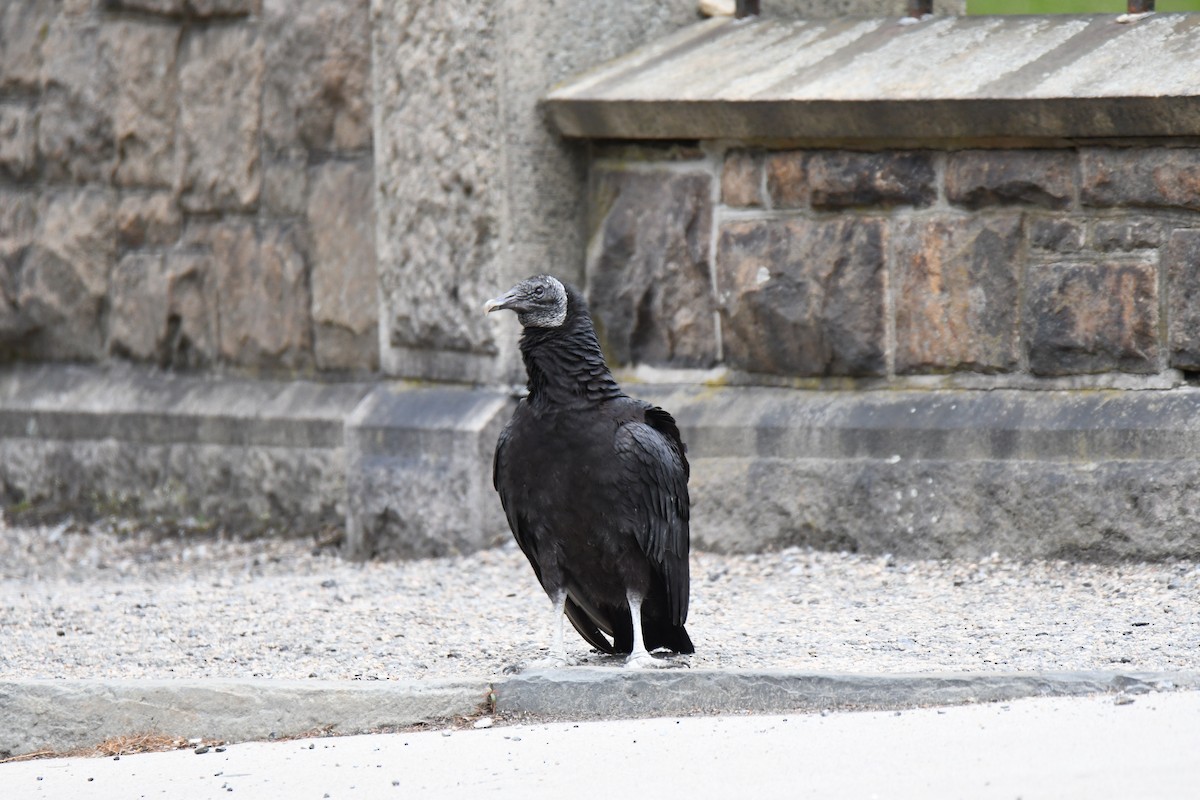 Black Vulture - Devin Silversmith