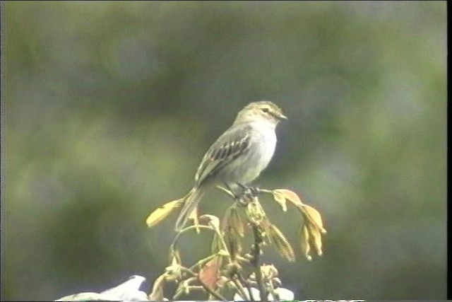 Peruvian Tyrannulet (Loja) - ML436683