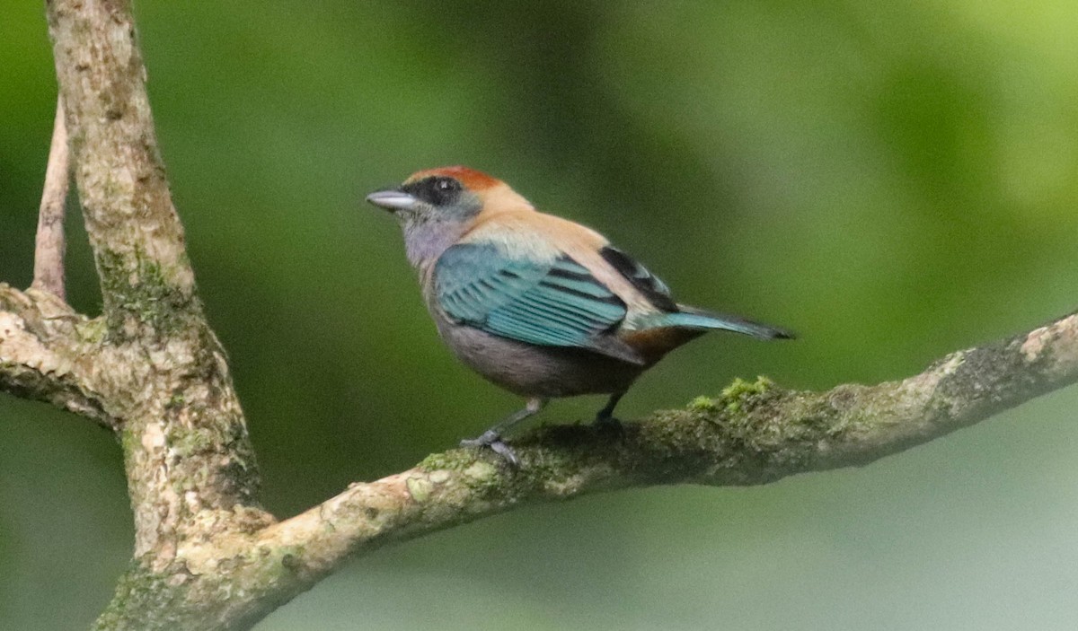 Lesser Antillean Tanager (St. Vincent) - ML436683071