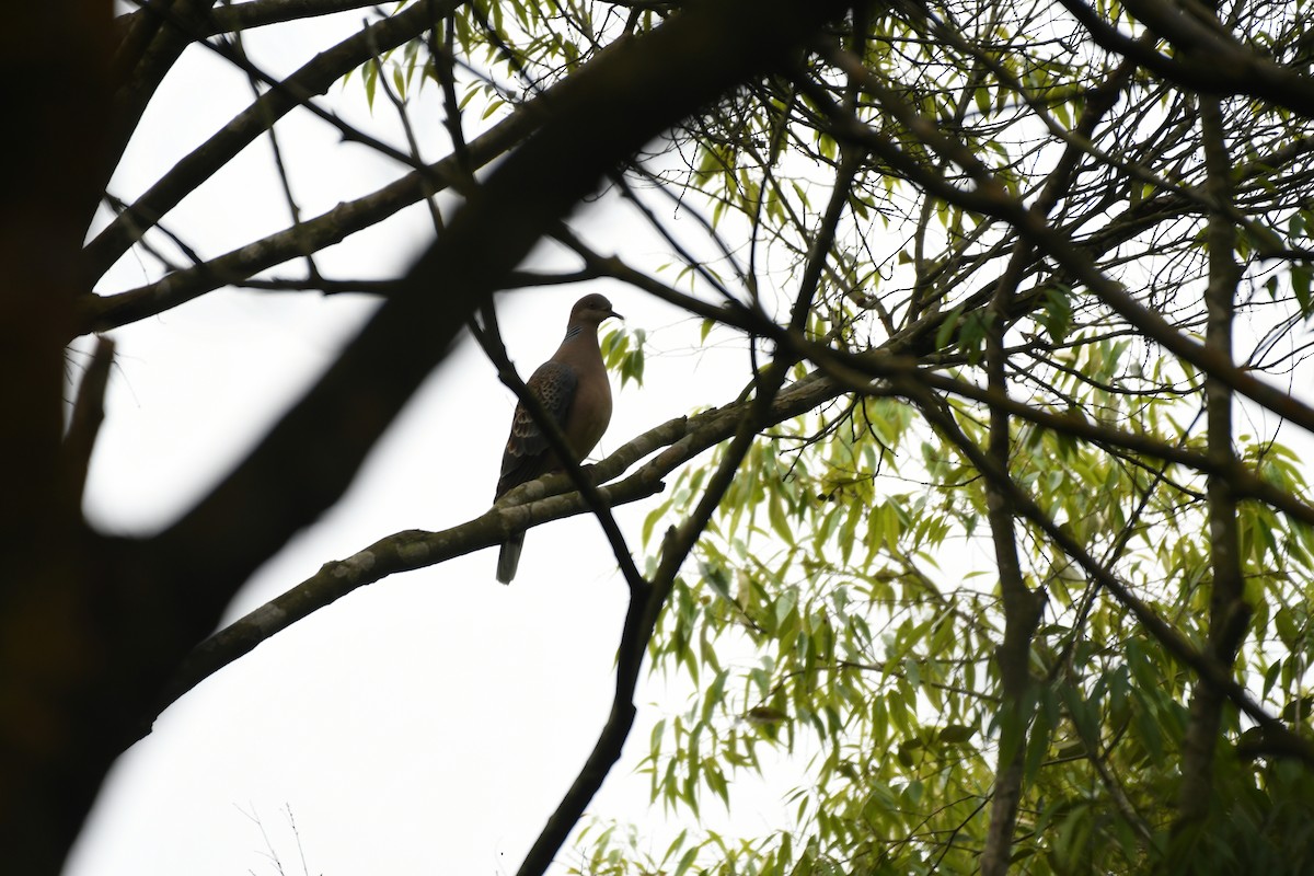 Oriental Turtle-Dove - ML436684481