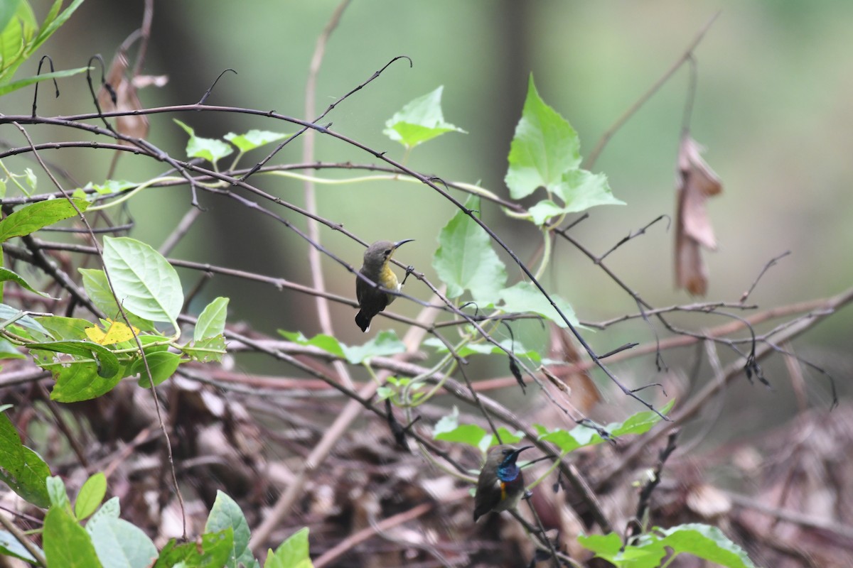 Ornate Sunbird - ML436685311