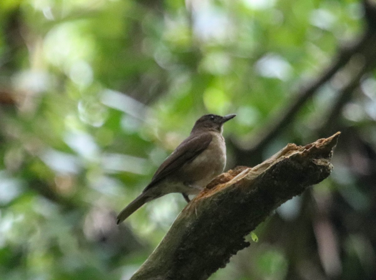 Cocoa Thrush - ML436685551
