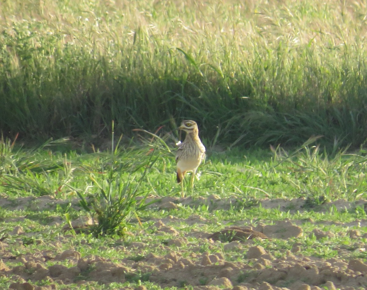 Eurasian Thick-knee - C G E