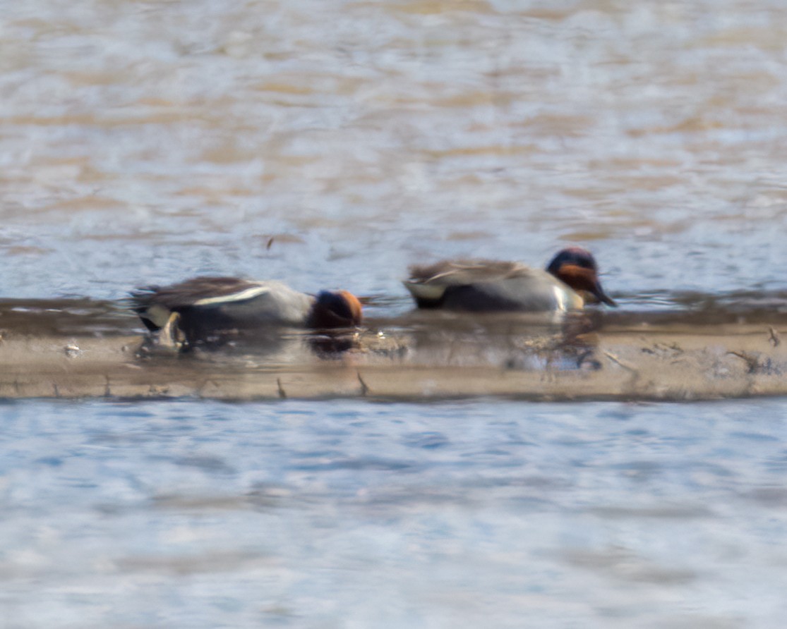 čírka obecná (ssp. crecca) - ML436686731