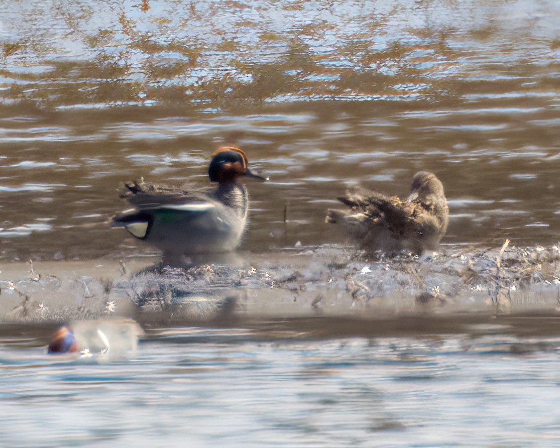 Green-winged Teal (Eurasian) - Ken Ball