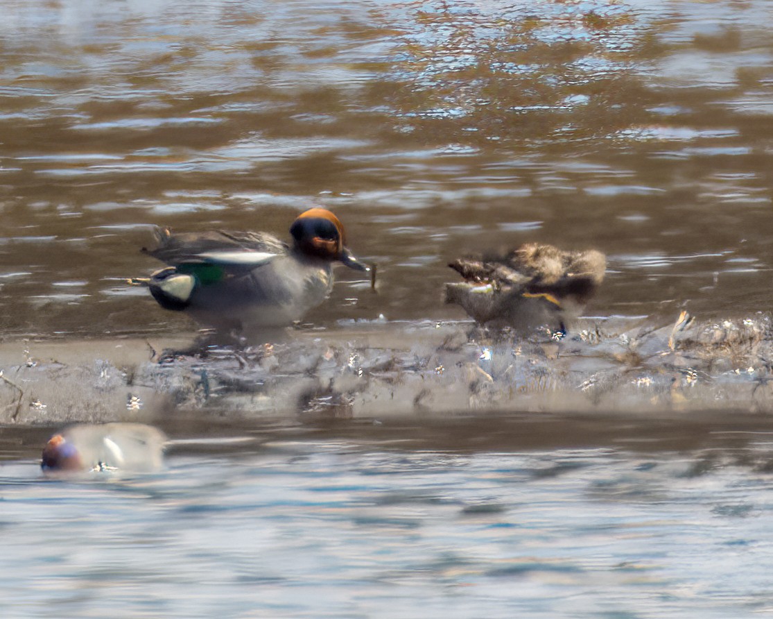 čírka obecná (ssp. crecca) - ML436686781