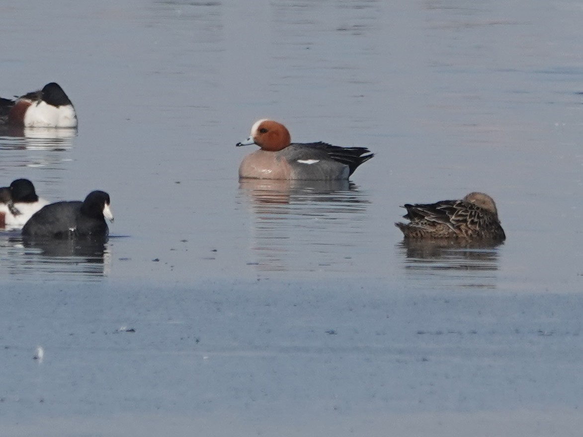 Eurasian Wigeon - ML436689541